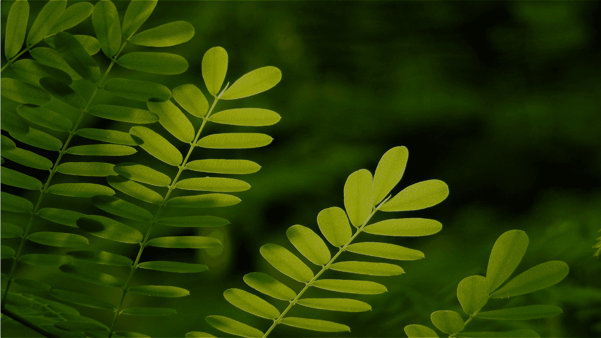 Moringa Oleifera