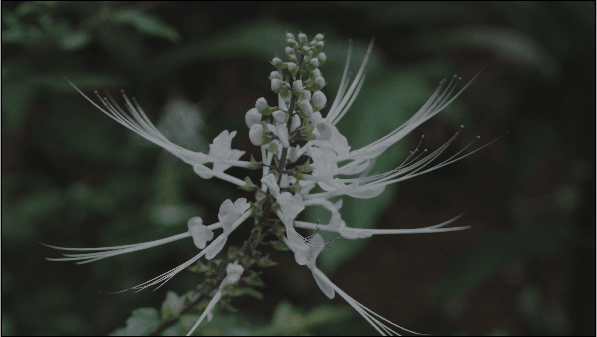 Cat's Whisker Plant