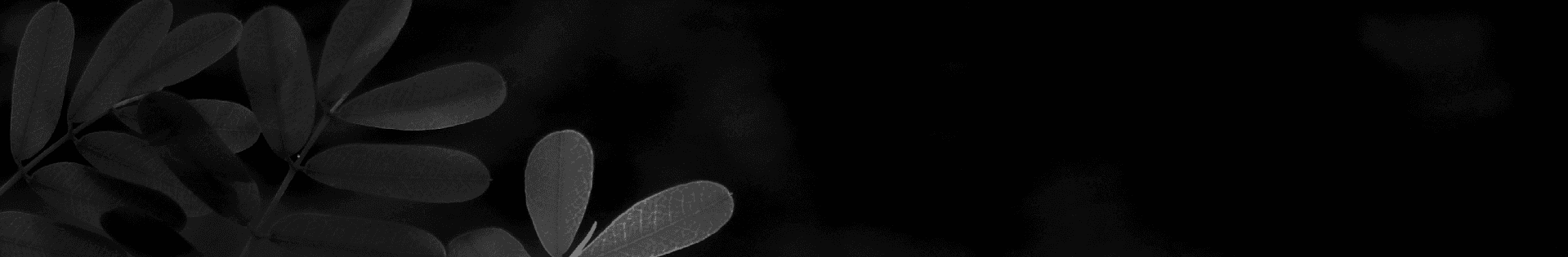 Moringa Oleifera