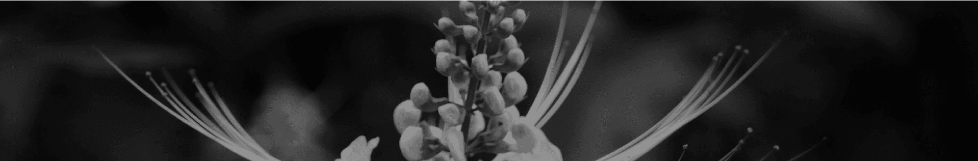 Cat's Whisker Plant